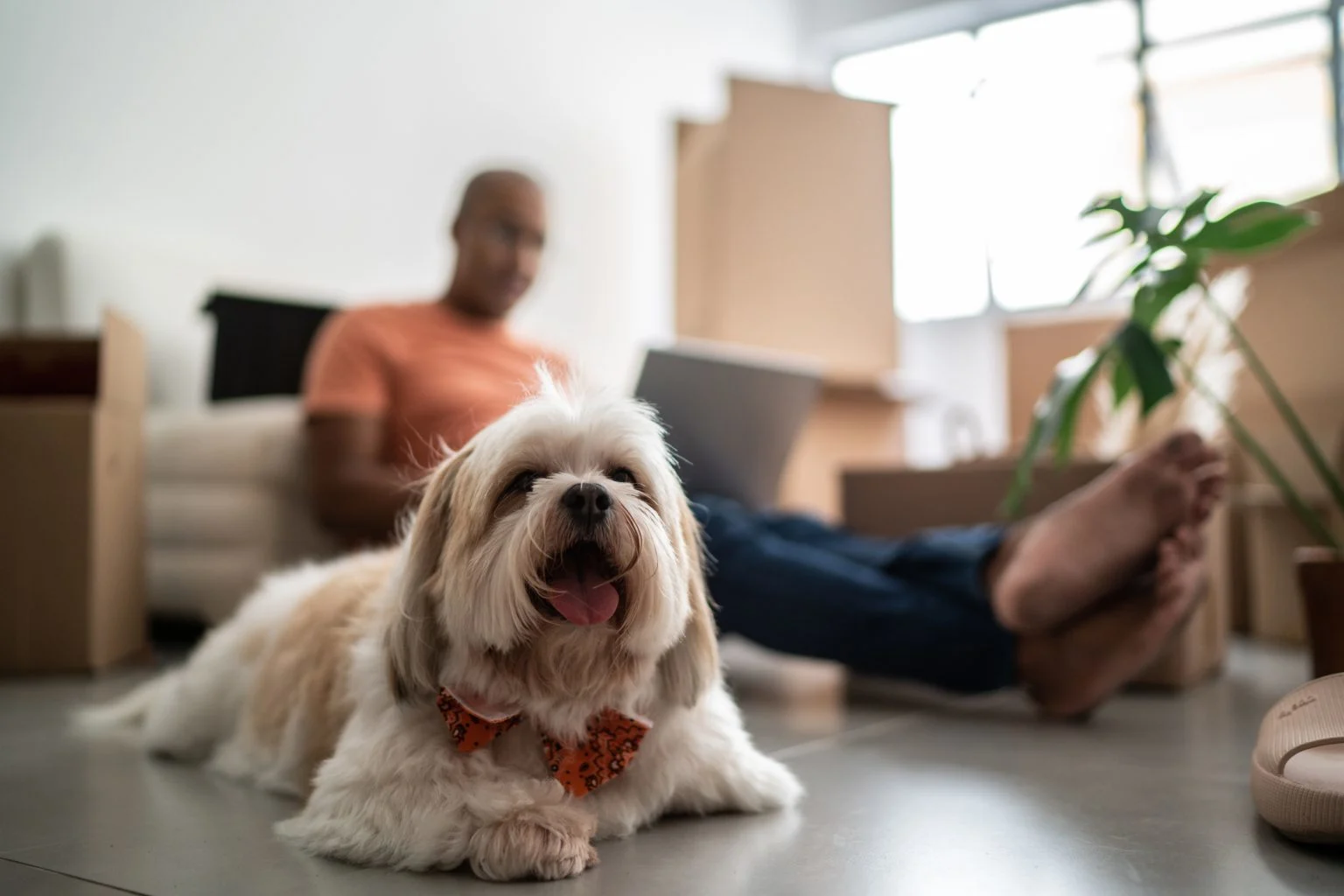 allow pets san diego rental